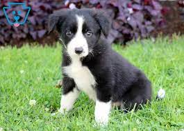 Lassy Border Collie Puppy For Sale Keystone Puppies Border Collie Puppies For Sale Border Collie Puppies Collie Puppy