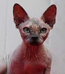 Asbl dynamique et performante, nous gérons au quotidien plus de 300 chats, adultes et chatons et comptons déjà près de 2500 adoptions réussies depuis notre création en. Sphynx Cats Kittens Nada Sphynx Devon Rex Lykoi Donskoy Sphinx Esfinge Sphynx Cats For Sale Hairless Cats For Sale Sphynx Kittens Sphynx Breeders Sphynx For Sale Sphynx Kittens For Sale Sphynx Cat