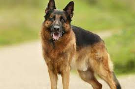 Dahlmann german shepherd helen pegg morpeth northumberland. German Shepherd Breeders In Pennsylvania Reviewed Breeder Review