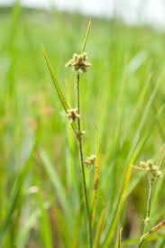 Image result for Fuirena pubescens