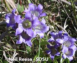 Image result for Gentianaceae