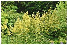 Image result for Lysimachia tenuicaulis
