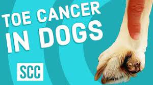 Cancer cells, or healthy cells affected by cancer, produce and release these odor signatures. Toe Cancer In Dogs Youtube
