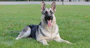 Check spelling or type a new query. Silver German Shepherd Did You Know About This Unique Coloration