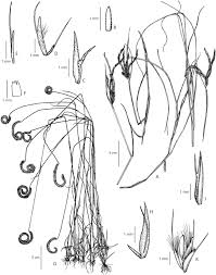 Image result for Ctenium longiglume