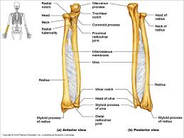 It is a long bone that runs parallel to the radius, along the forearm. Upper Limbs Mistryland