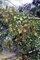 Image result for Erythrophleum suaveolens