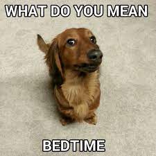 24 Dachshund Memes That Will Totally Make Your Day Sayingimages Com