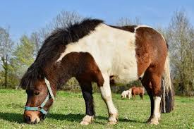 The ponies origins are a mystery. 10 Smallest Horse Breeds With Pictures Pet Keen