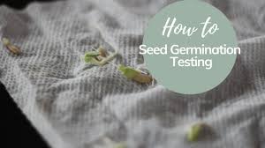 Germination Testing For Seed Viability Are Your Seeds Still