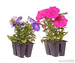 Types of flowers with pictures for kids. What Are The Different Types Of Flowers With Pictures