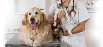 Get 50% off your wellness exam when you schedule your first appointment! Yolinda Animal Hospital Placentia Ca