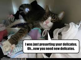 Discover 126 free cat meme png images with transparent backgrounds. Lolcats Pants Lol At Funny Cat Memes Funny Cat Pictures With Words On Them Lol Cat Memes Funny Cats Funny Cat Pictures With Words On