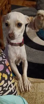 Introducing Trixie 🐱 our new baby girl. #gantingTALA #meowfriends #AteArcy  #catsoffacebook