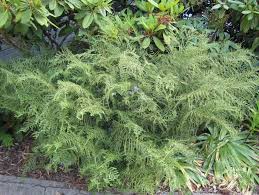 Image result for Pteris linearis