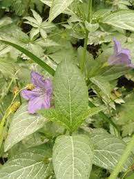 Image result for Sisyranthus imberbis