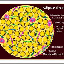 Adipose tissue is specialized connective tissue that functions as the major storage site for fat in the form of triglycerides. Structure Of Adipose Tissue At Is Composed Of A Collagenous Background Download Scientific Diagram