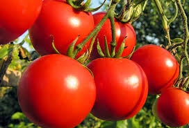 This is because some of these foods can be toxic, or kitties can be allergic to them. The Health Benefits Of Tomatoes