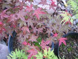 Start date jun 6, 2018; Acer Palmatum Beni Maiko Kiefer Nursery Trees Shrubs Perennials