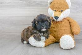 Her sweet, teddy bear face will melt your heart. Shih Poo Puppies For Sale Lancaster Puppies