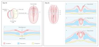 Bluish discoloration of cervix is visible due to increased. Pregnancy Amboss
