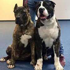 Maybe you would like to learn more about one of these? Sevensharkykennel On Twitter We Have 10 Black White And Black And White Presa Canario Working Line The Bigest Group In World Owner Seven Sharky Dinasty Kennel We Keep And Select Only The
