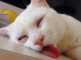 19 chú mèo đang mệt, đang rất là mệt... | Очаровательные котята, Кошки и котята, Мемы про котов