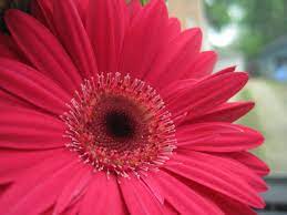13 different flowers that almost look like sunflowers (with pictures). Up Close Dark Pink Sunflower By Animallover1430 On Deviantart