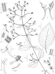 Image result for Rhinacanthus submontanus