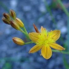 Image result for Bulbine favosa