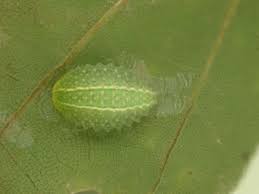 Image result for Apoda limacodes