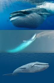 Watch A Rare Drone Video Of A Blue Whale Feeding Video Rare Drone Video Blue Whale Sea World Underwater Animals Whale Blue Whale