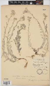 Image result for Vellereophyton dealbatum