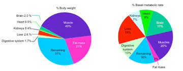 Most Of Us Misunderstand Metabolism Here Are 9 Facts To Clear That Up Vox