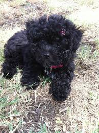 Black And White Maltese Poodle Dog Mix Breed Maltipoo Maltipoo Puppy Cute Puppies Cutest Puppy Ever