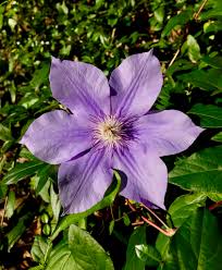 Image result for Clematis uhehensis