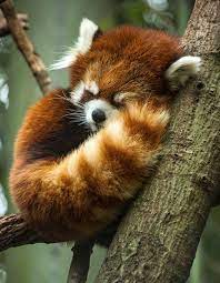 Red Panda Sleeping Animals Animals Cute Animals