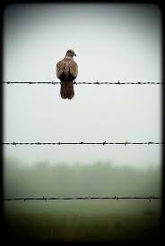 Bird On A Wire Meaning My Fine Feathered Friend Is Late Barbed Wire Barbed Wire Fencing Wire Fence