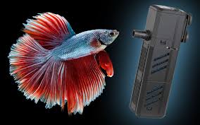 The best movies and shows to stream on netflix. 10 Best Small Aquarium Filter For Betta Fish 2021 Aquariumnexus