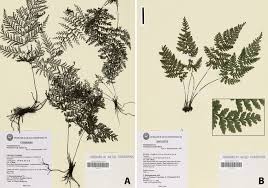Image result for Abrodictyum rigidum