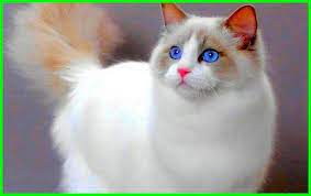  Terkeren 25 Foto Foto Kucing Lucu Dan Menggemaskan 5000 Gambar Kucing Lucu Imut Dan Paling Menggemaskan Sour Gambar Kucing Lucu Foto Kucing Lucu Kucing Lucu