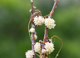 Image result for Cuscuta planiflora