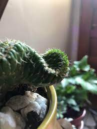 Theres 2 'limbs' down low on it, and recently many black spots. Hi Does Anyone Know What These Little Green Spikes Are On My Cactus Right Side Of Image They Weren T There A Few Days Ago I M New To Succulent Life So Bare With