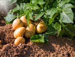 Zusammen mit meiner tochter kerstin ernte ich nun die ersten kartoffeln vorräte. Kartoffeln Anbauen Tipps Fur Eine Reiche Kartoffelernte Experto De