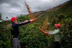 Mogiana is one of the best quality coffees in the world. Coffee Prices Plunge Even Though We Can T Stop Drinking The Stuff Wsj