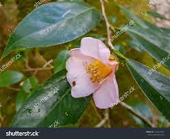 Camellia Flower Tea Kyoto Best Flower Wallpaper