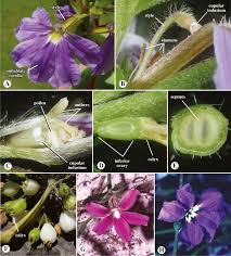 Image result for Emilia subscaposa