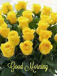Free stock awesome flowers images of good morning wishes pic to download with high quality and commercial use from flowers good morning images category,find good morning pictures quotes, wishes, images, sms, messages, greetings & ecards & from the web good morning images for free and different types of good morning wallpapers share it to others via facebook, whatsapp, wechat, tumblr, instagram. Ntd Australia Good Morning Yellow Roses To Bring A Facebook