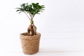 Image result for Fuirena microcarpa