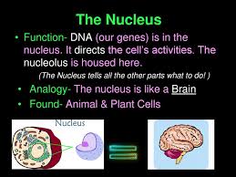 The nucleolus is located within the nucleus of the cell. Warm Up We Are Made Up Of Microscopic Living Things Called Cells Ppt Download
